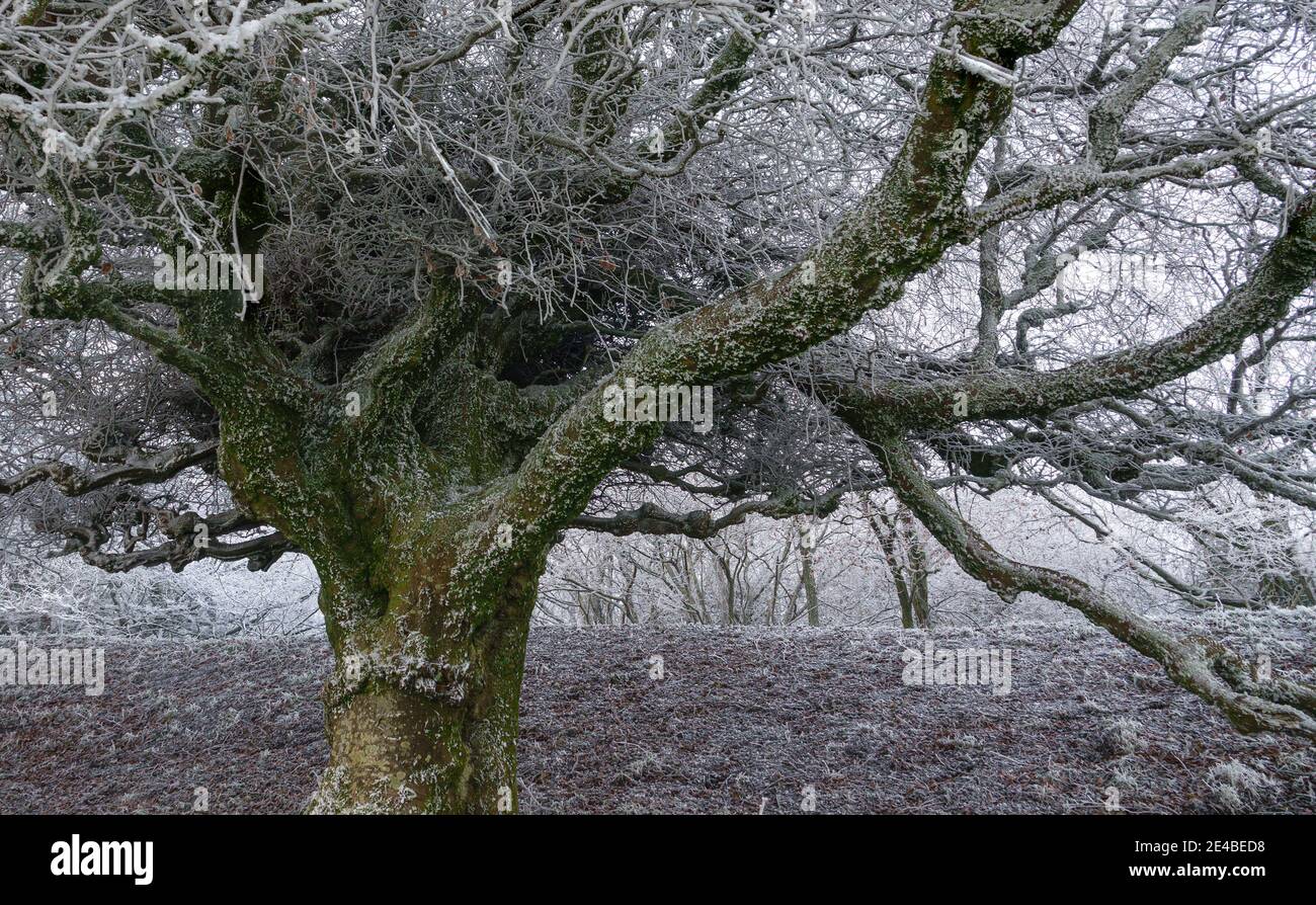 huge beech tree covered in a thick white frost with a massive birds nest in the crown, North Wessex Downs AONB Stock Photo