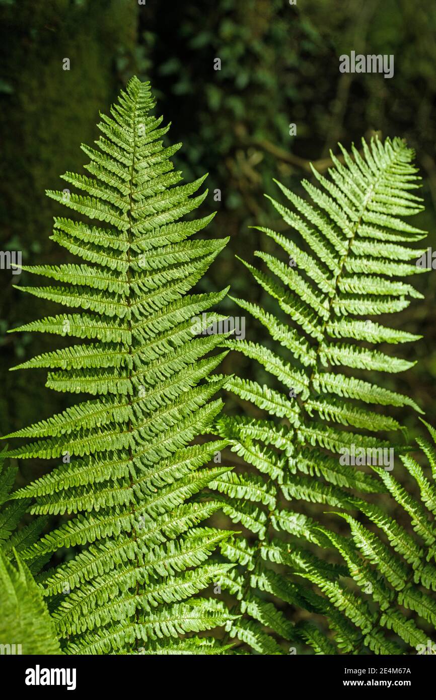 Bright green woodland ferns deep in a woodland in September, close up. Stock Photo