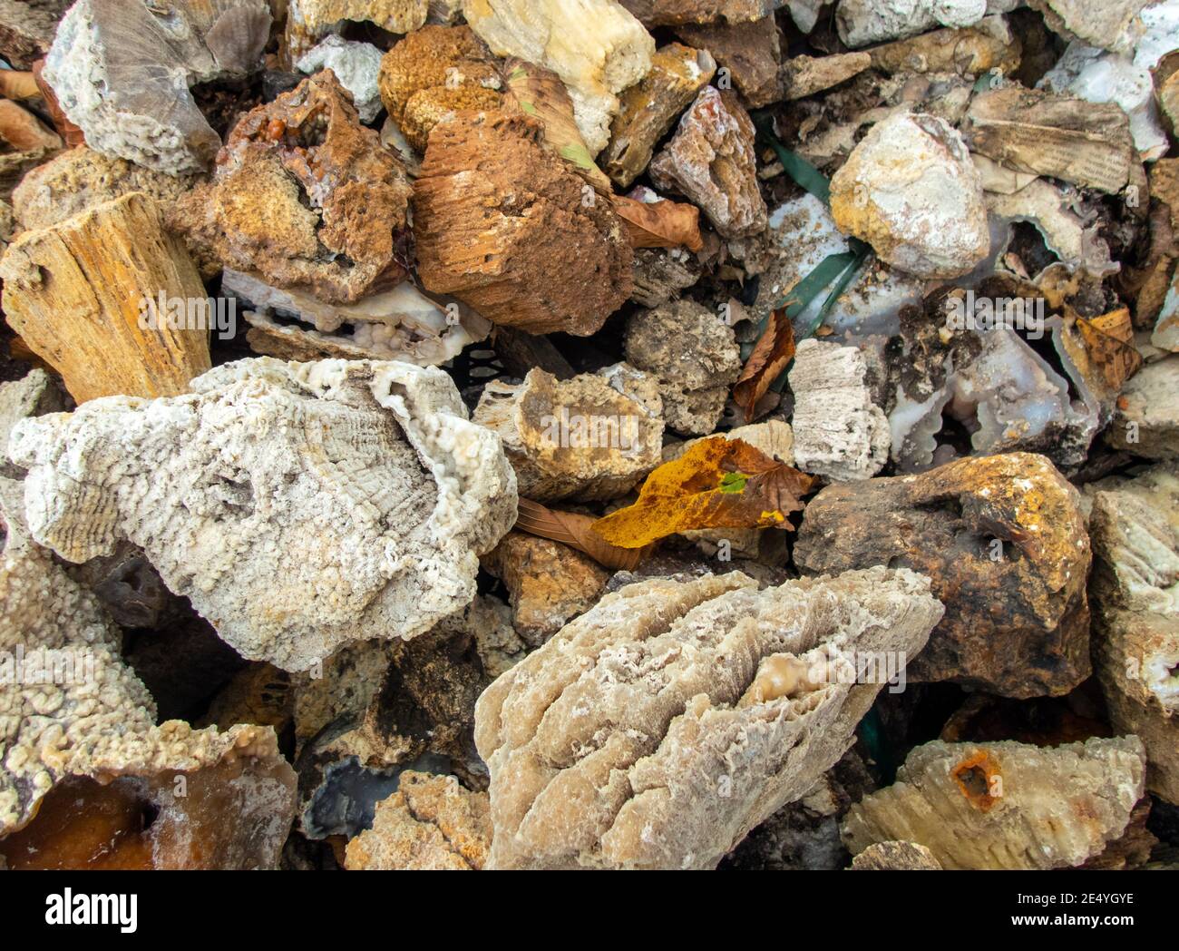 A large pile of agatize coral rock makes an interesting background with lots of different textures and shapes and details. Slight bokeh effect. Stock Photo