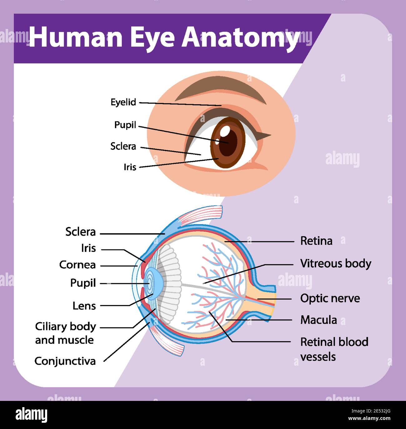 Eye Diagram Label