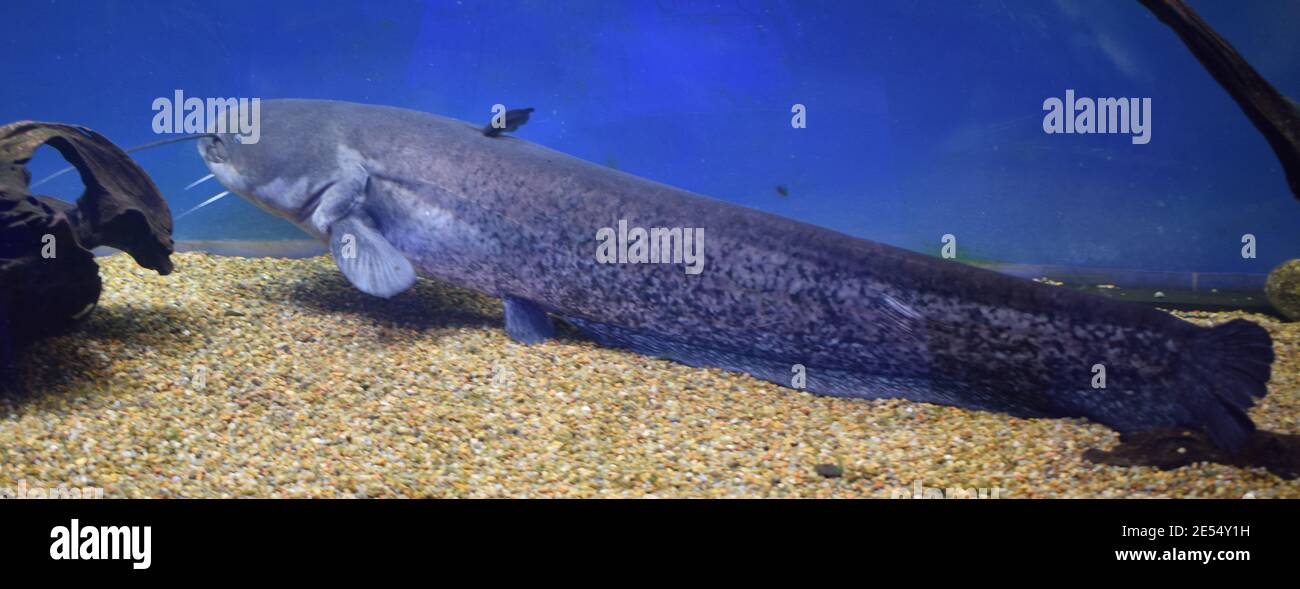 Dangerous cosmpolitan freshwater predator fish Channel catfish, Ictalurus punctatus, rest on sand bottom in biotope aquarium, popular aquaculture farm Stock Photo