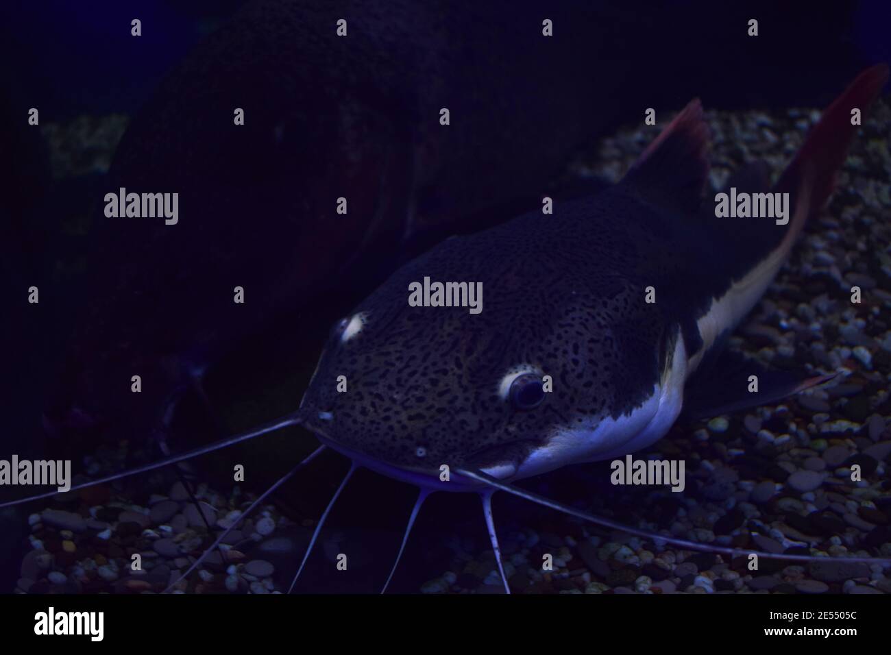 Dangerous cosmpolitan freshwater predator fish Channel catfish, Ictalurus punctatus, rest on sand bottom in biotope aquarium, popular aquaculture farm Stock Photo