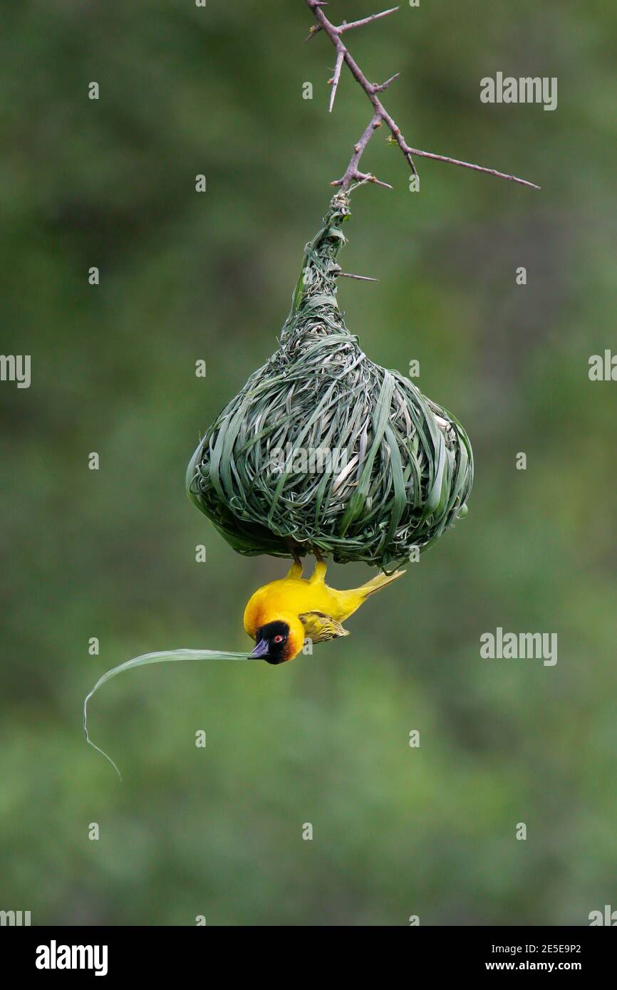 Vitelline Masked Weaver (Ploceus vitellinus) male at nest with nesting material, Serengeti National Park, Tanzania Stock Photo