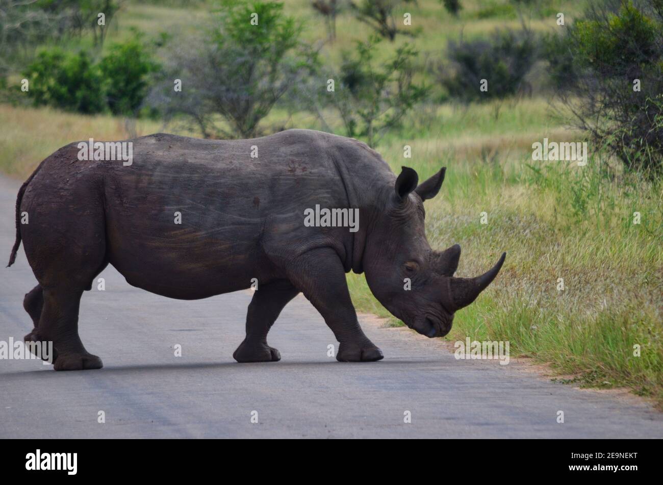 black rhino walks on safari street, text free space on the street Stock Photo