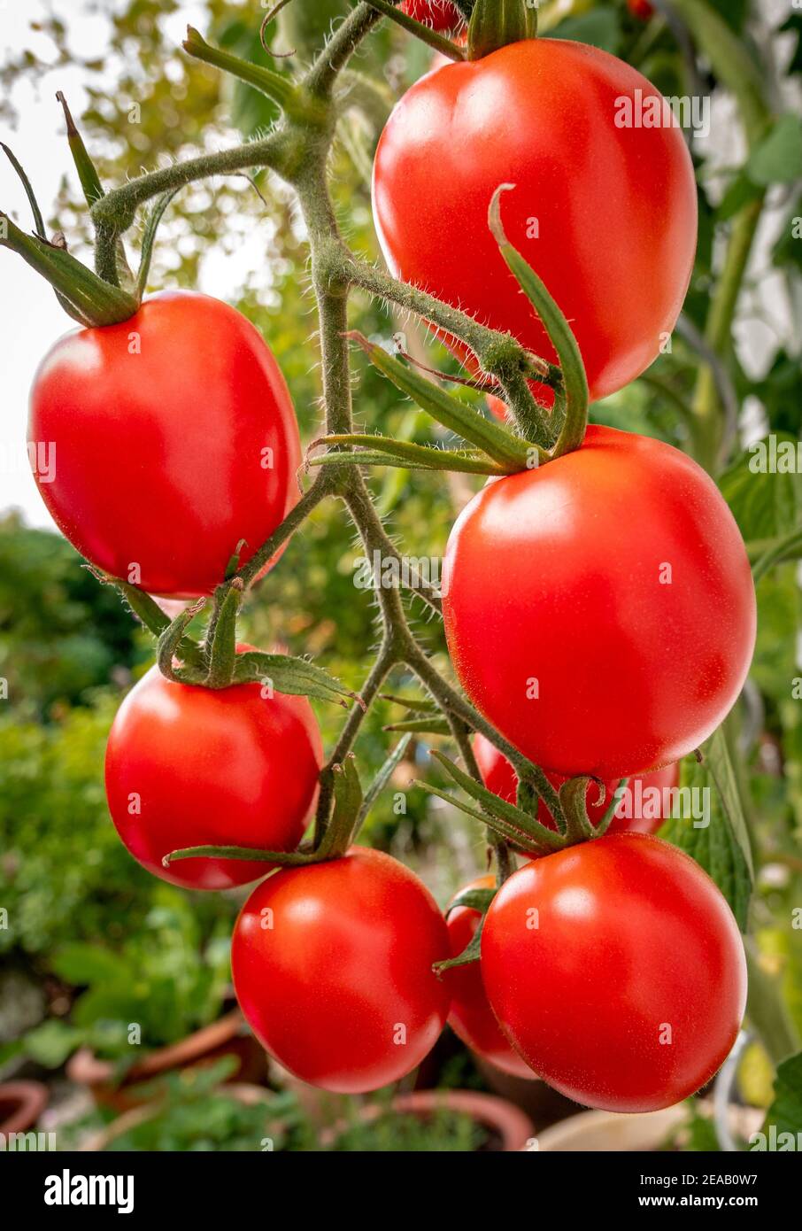 Ripe red tomatoes, variety DeBerao 'Omas Beste' on the bush, Bavaria, Germany, Europe Stock Photo