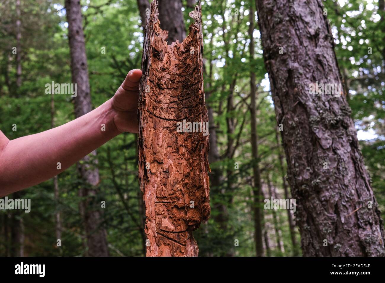 Inside of a large piece of beech tree bark in the forest in natural light Stock Photo