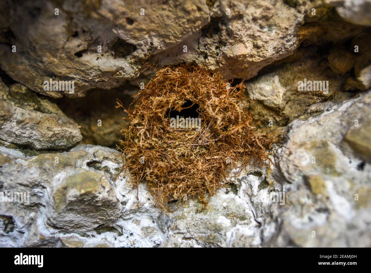 Empty bird nest placed in the rock. Stock Photo