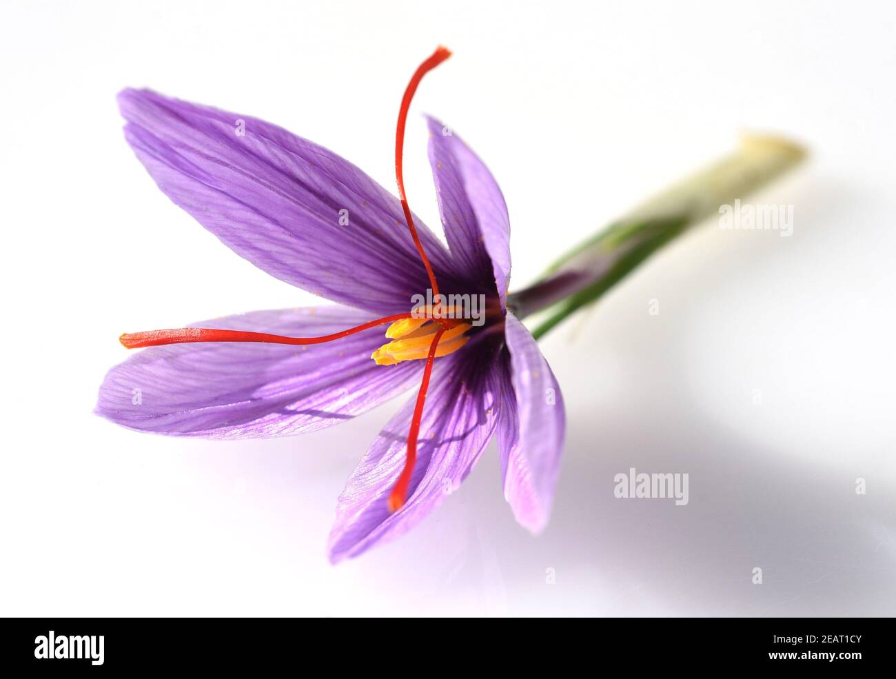 Safran, Crocus sativus, Heilpflanze Stock Photo