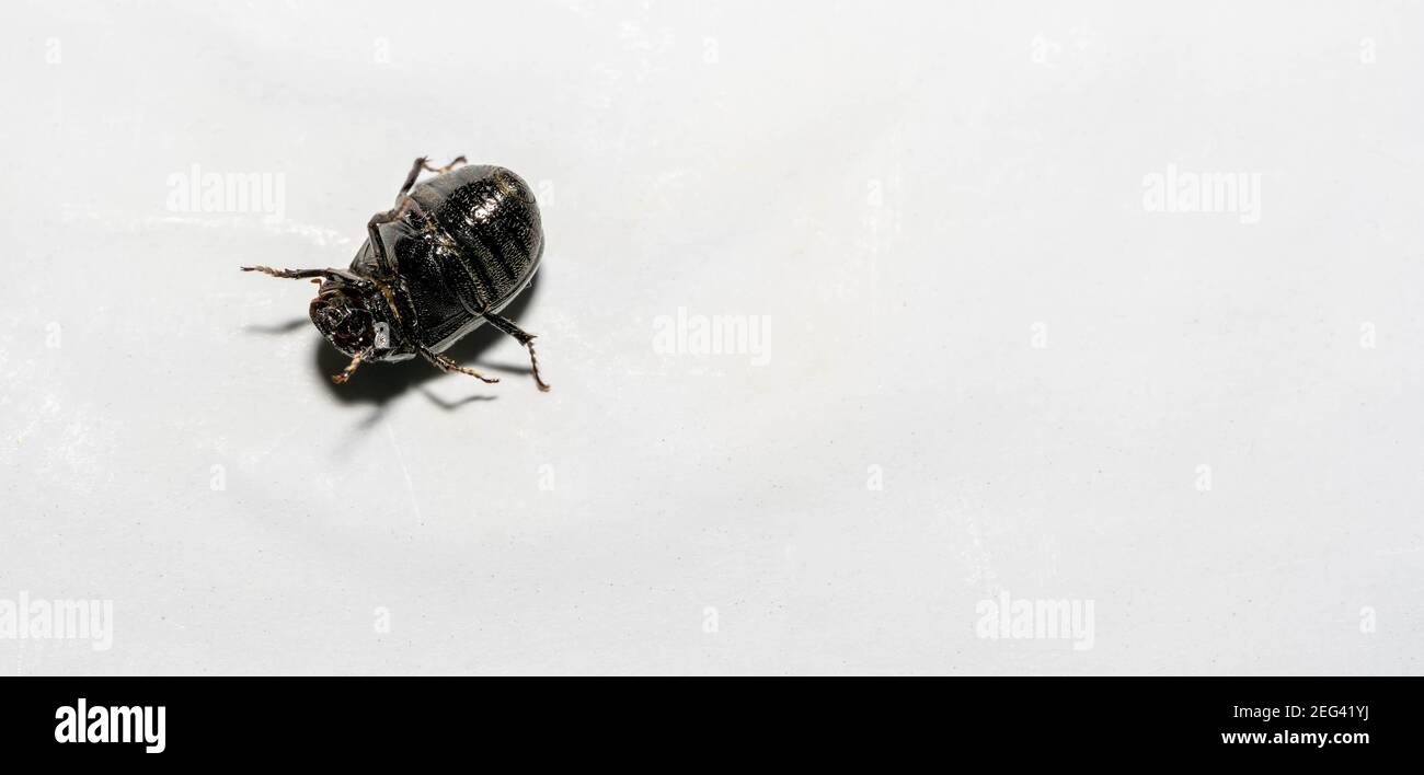 Macro shot of forest dung beetle (Anoplotrupes stercorosus) on white background surface Stock Photo