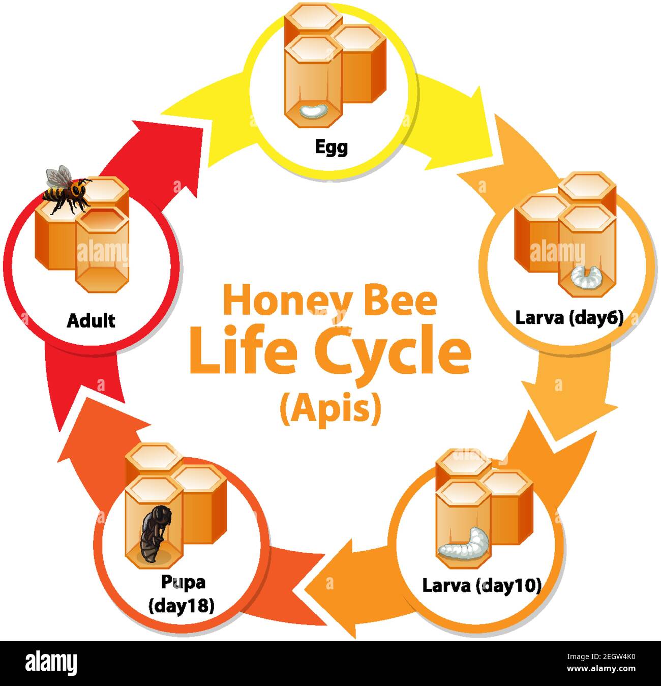 Life Cycle Of Honey Bee Drawing