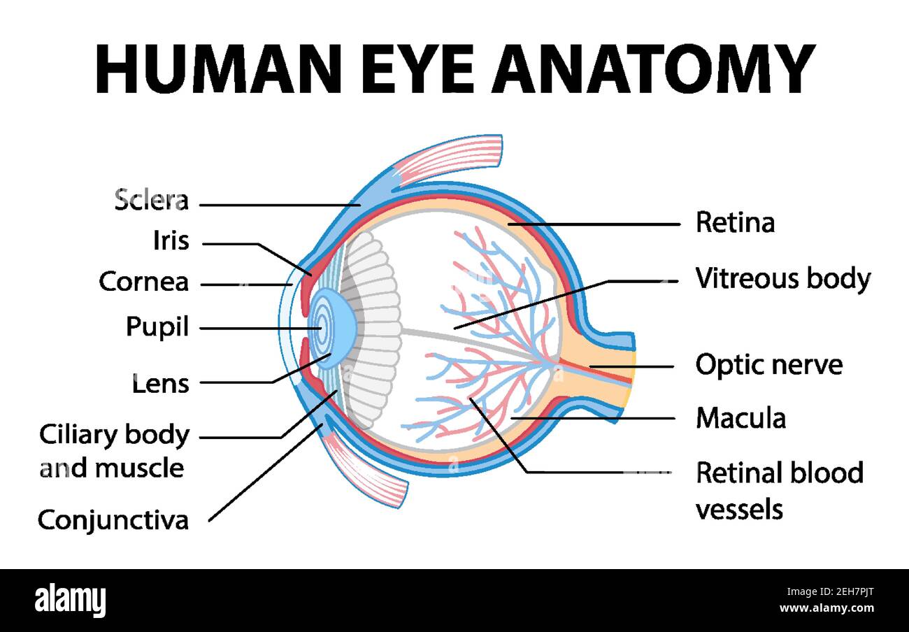 Eye Diagram Label