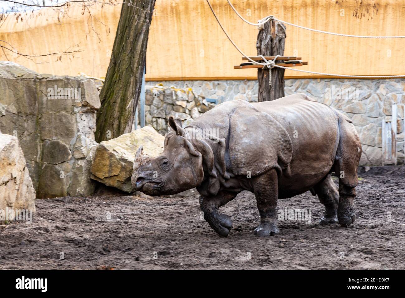 Huge rhinoceros Rhinocerotidae running on big square Stock Photo