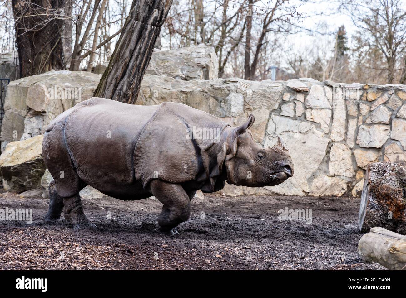 Huge rhinoceros Rhinocerotidae running on big square Stock Photo