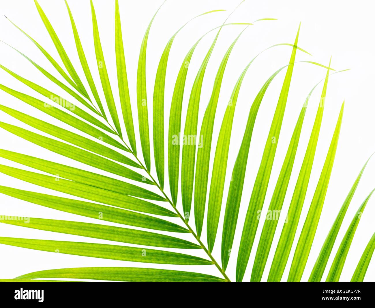 Palm leaves against white background Stock Photo