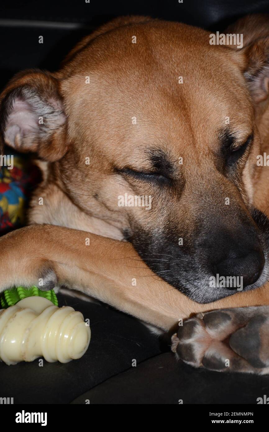 German Shepherd cross asleep with paw on hard chew Stock Photo