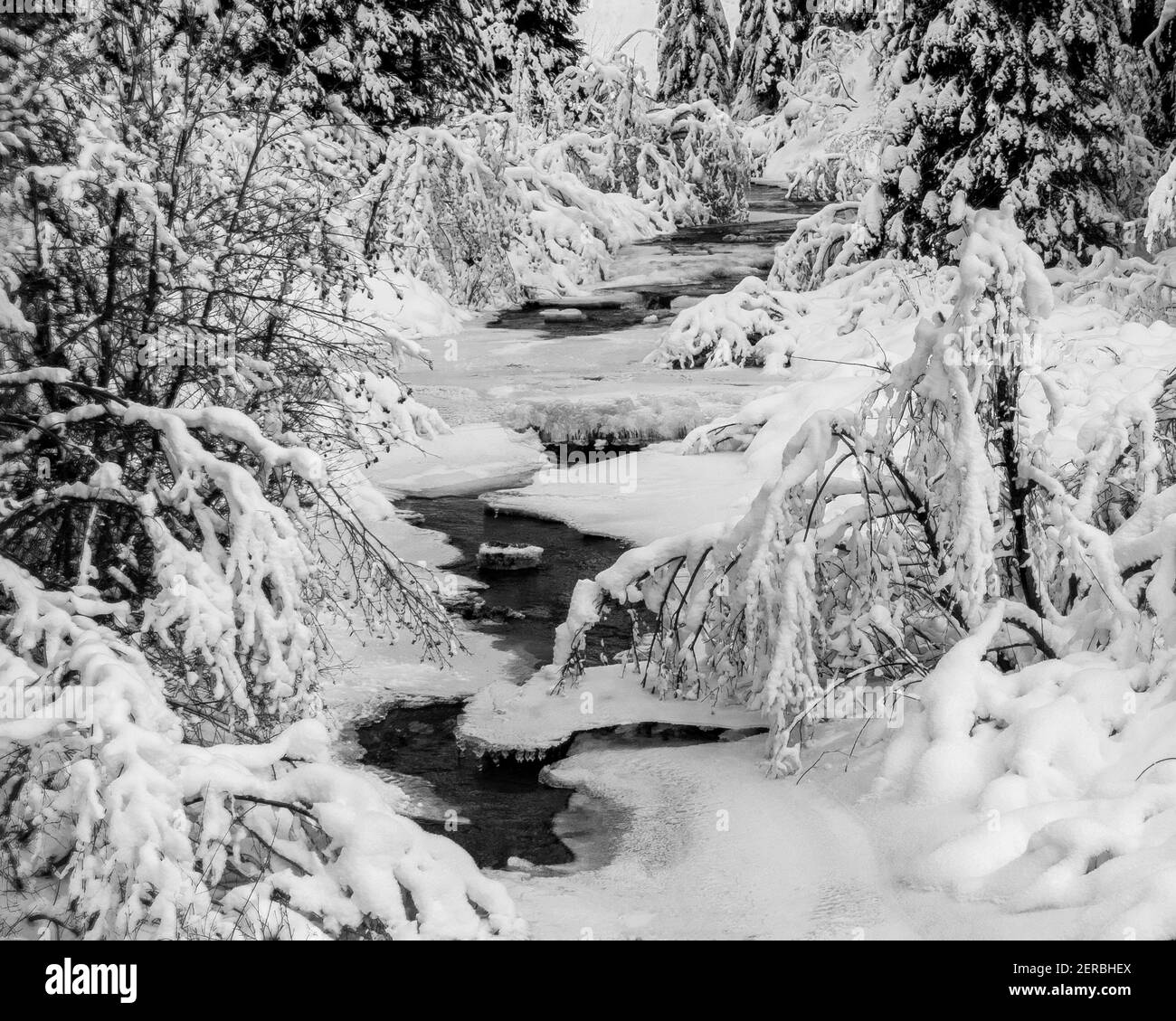 Fresh snowfall cloaks the ice and vegetation along Mores Creek north of Idaho City, Idaho. Stock Photo