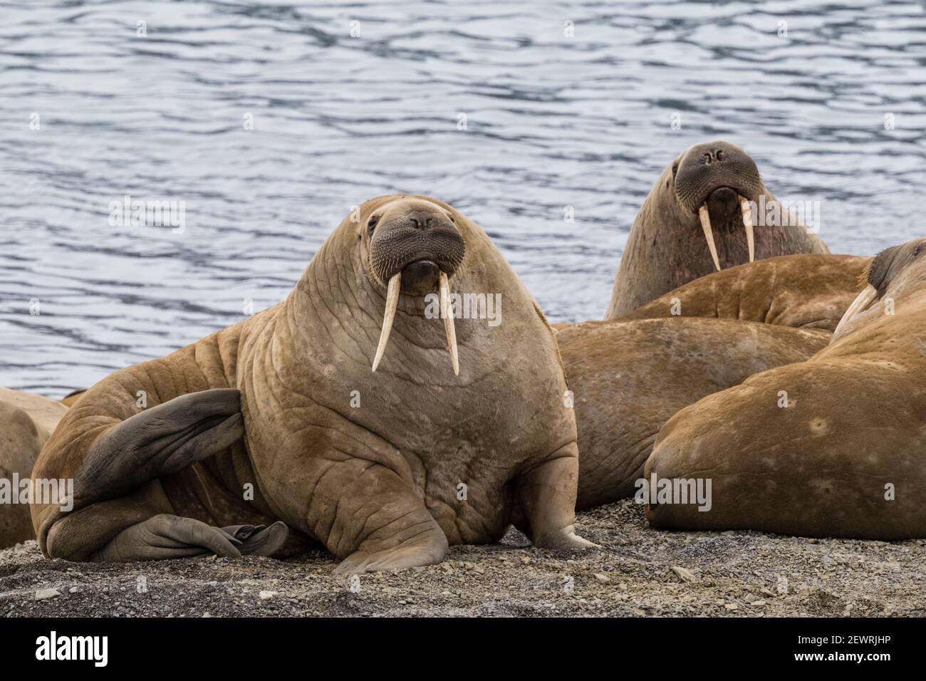 Adult Atlantic walrus (Odobenus rosmarus), on the beach in Musk Ox Fjord, Ellesmere Island, Nunavut, Canada, North America Stock Photo