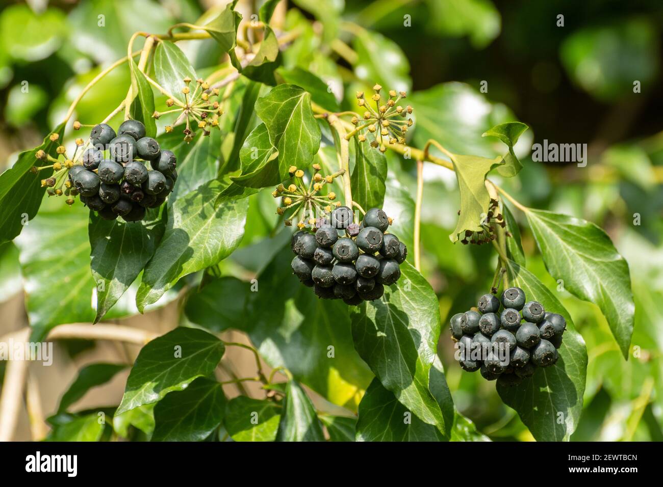 Common ivy berries (Hedera helix), UK Stock Photo - Alamy