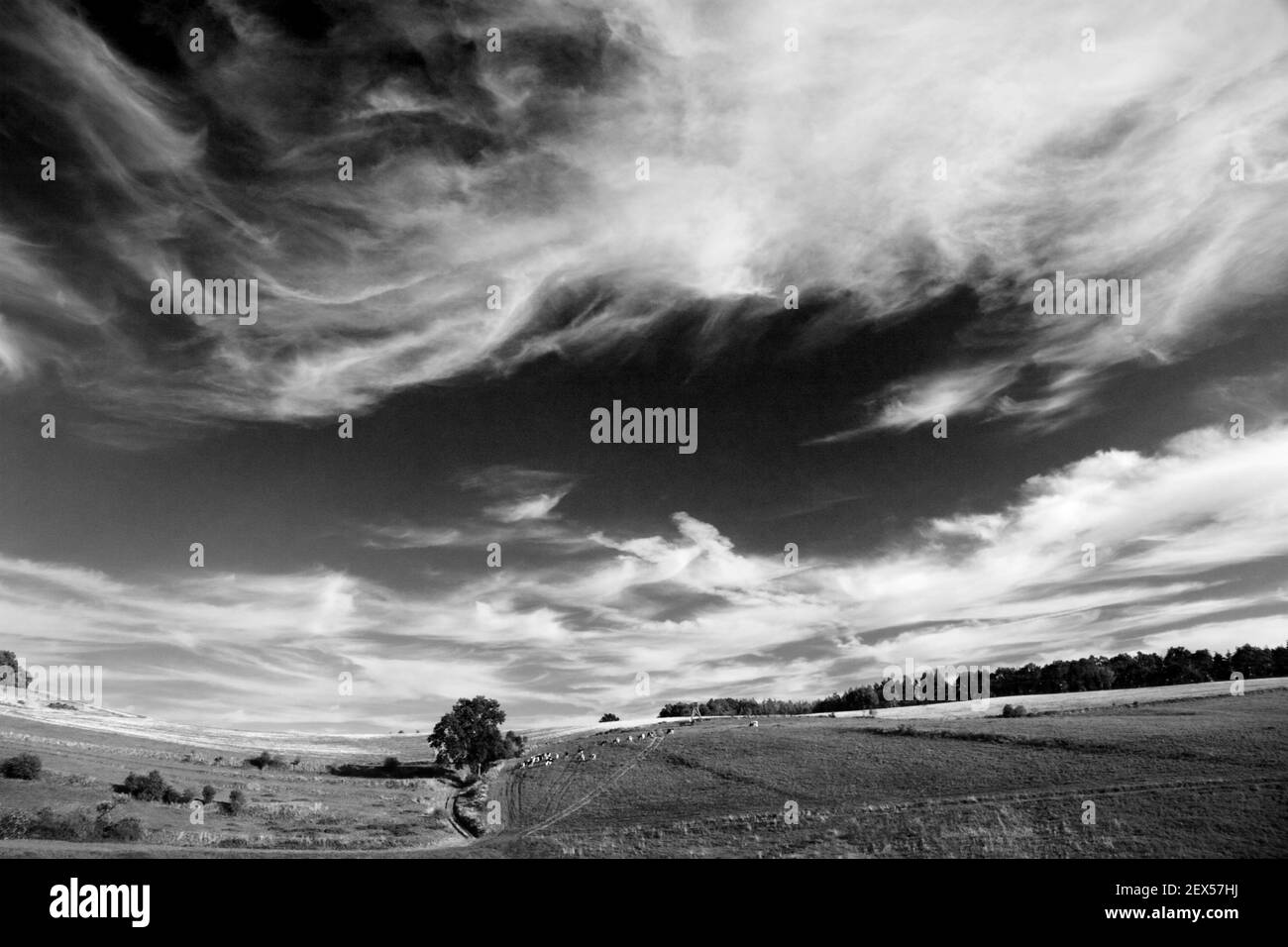 Evenings in the Woodland (sw) Stock Photo