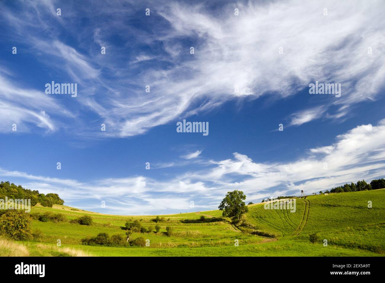 Evenings in the woodland Stock Photo