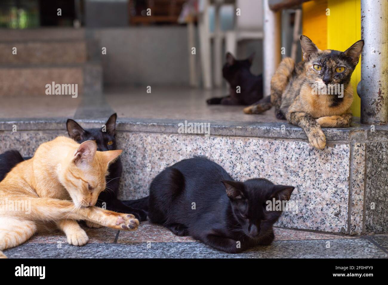 a group of homeless cats, animals are sitting on the steps on a city street Stock Photo