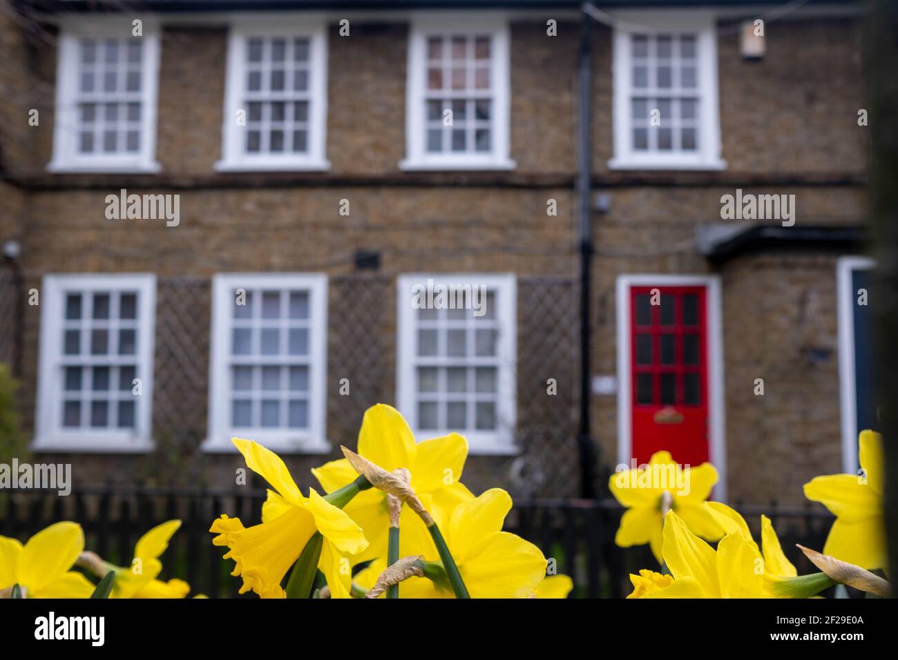 Spring daffodils in front of row of British terraced houses Stock Photo