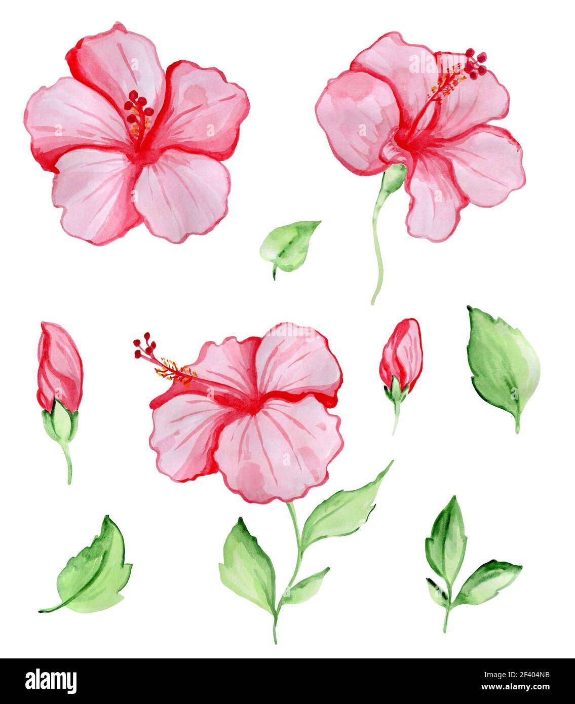 Hand drawn watercolor set of red hibiscus flowers and green leaves. Tropical plants isolated on a white background.. Red Tropical Flowers and Leaves Stock Photo