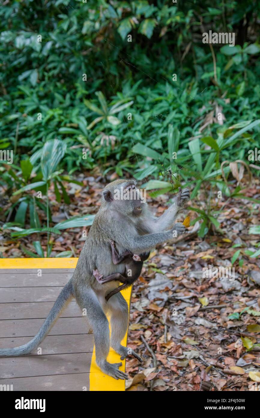 a female crab-eating macaque  with baby is catching a female giant golden orb weaver as food in Sungei Buloh Wetland Reserve Singapore. Stock Photo