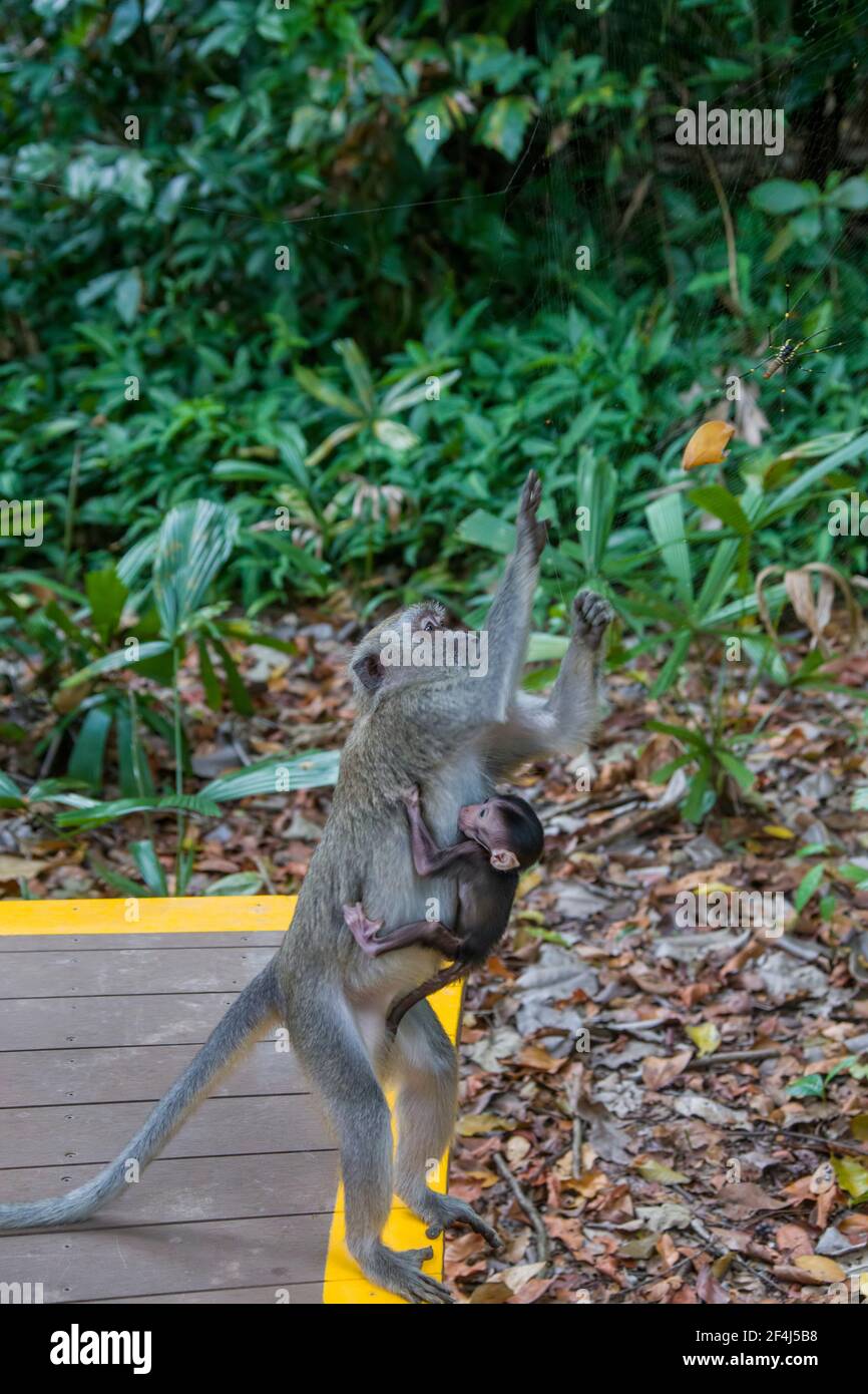 a female crab-eating macaque  with baby is catching a female giant golden orb weaver as food in Sungei Buloh Wetland Reserve Singapore. Stock Photo