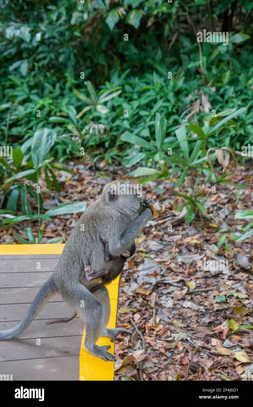 a female crab-eating macaque  with baby is catching a female giant golden orb weaver as food in Sungei Buloh Wetland Reserve Singapore. Stock Photo