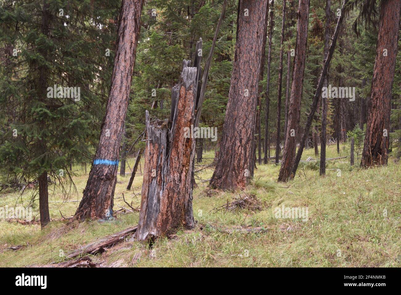 Old growth western larch forest proposed for logging in the Black Ram project. Kootenai National Forest, MT. (Photo by Randy Beacham) Stock Photo