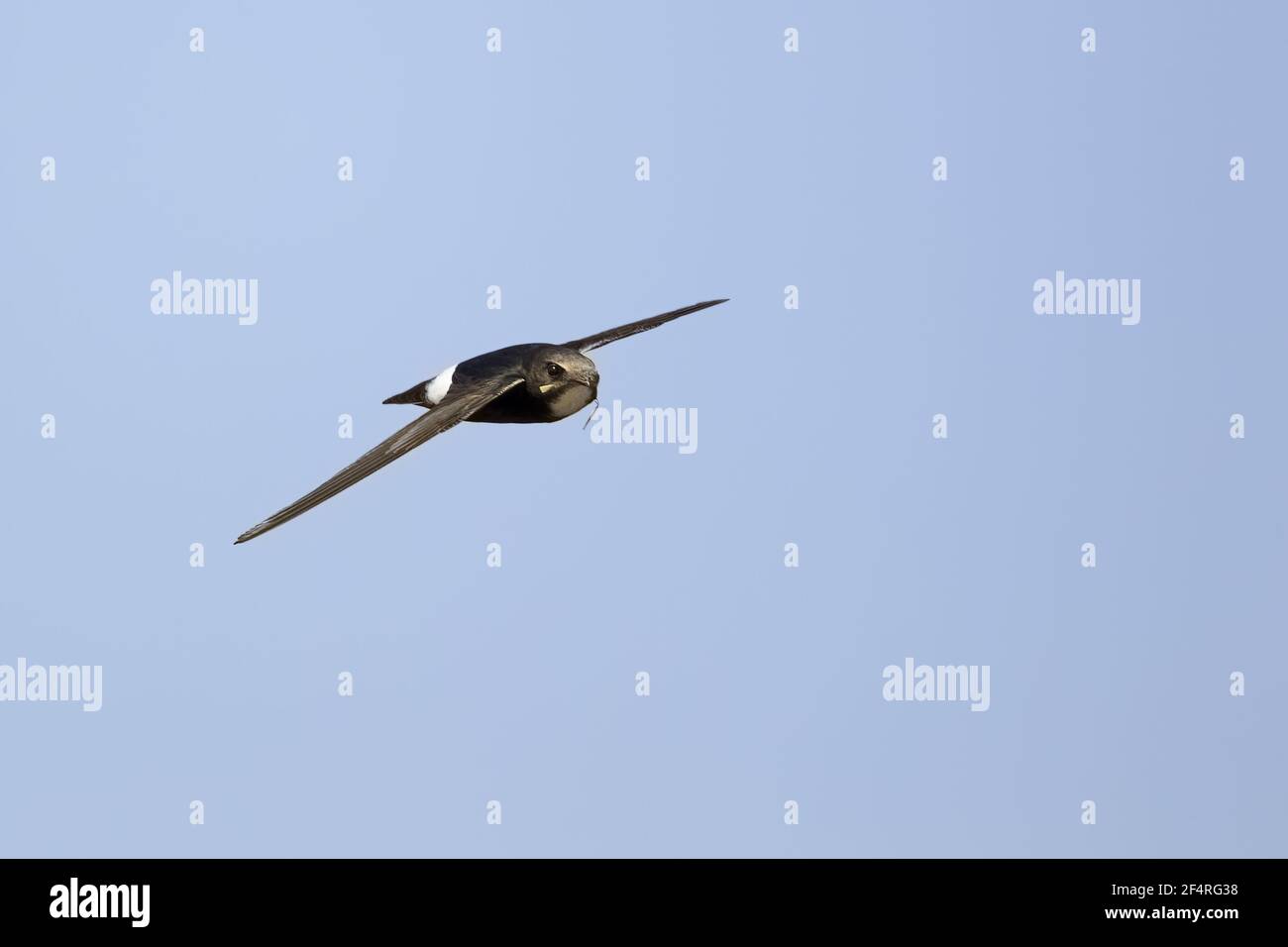 Little Swift - in flight with nest materialApus affinis Gambia, West Africa BI025475 Stock Photo