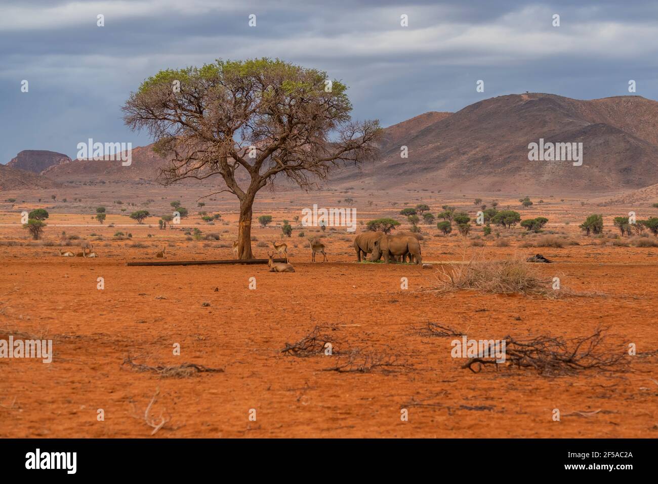 Tree black rhinos at the savana in Namibia, background mountain landscape with trees Stock Photo