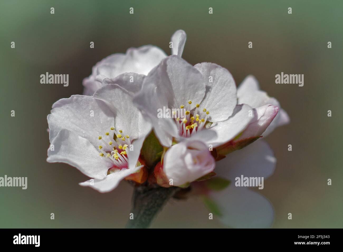 Closeup of the cherry blossom or Prunus species in the early spring under the sun Stock Photo