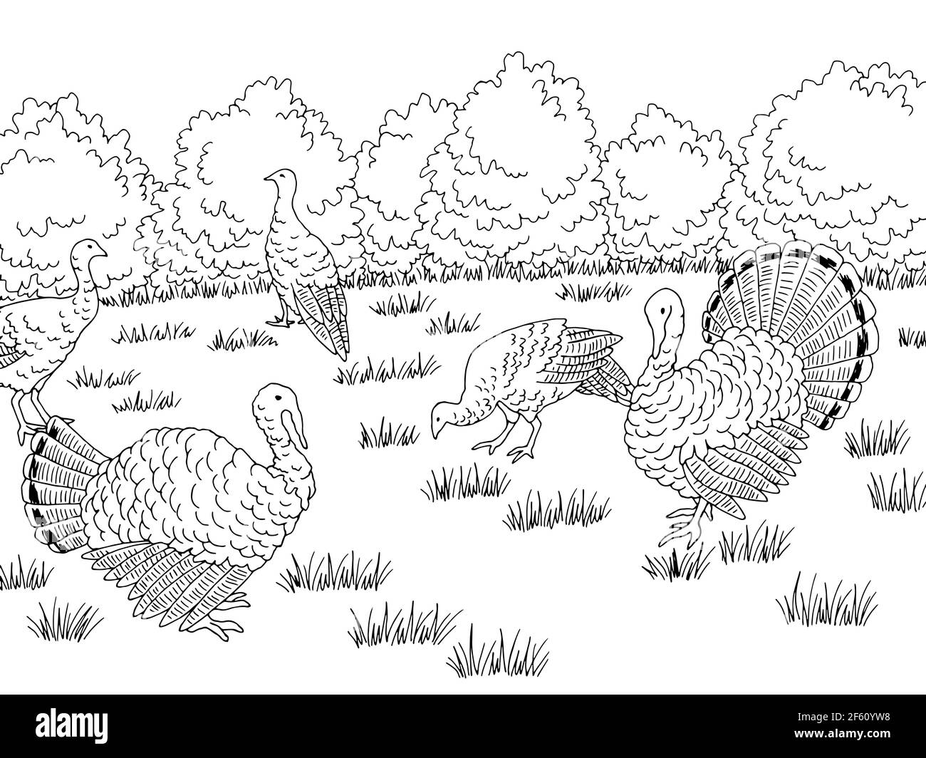 Turkey farm bird yard graphic black white landscape sketch illustration vector Stock Vector