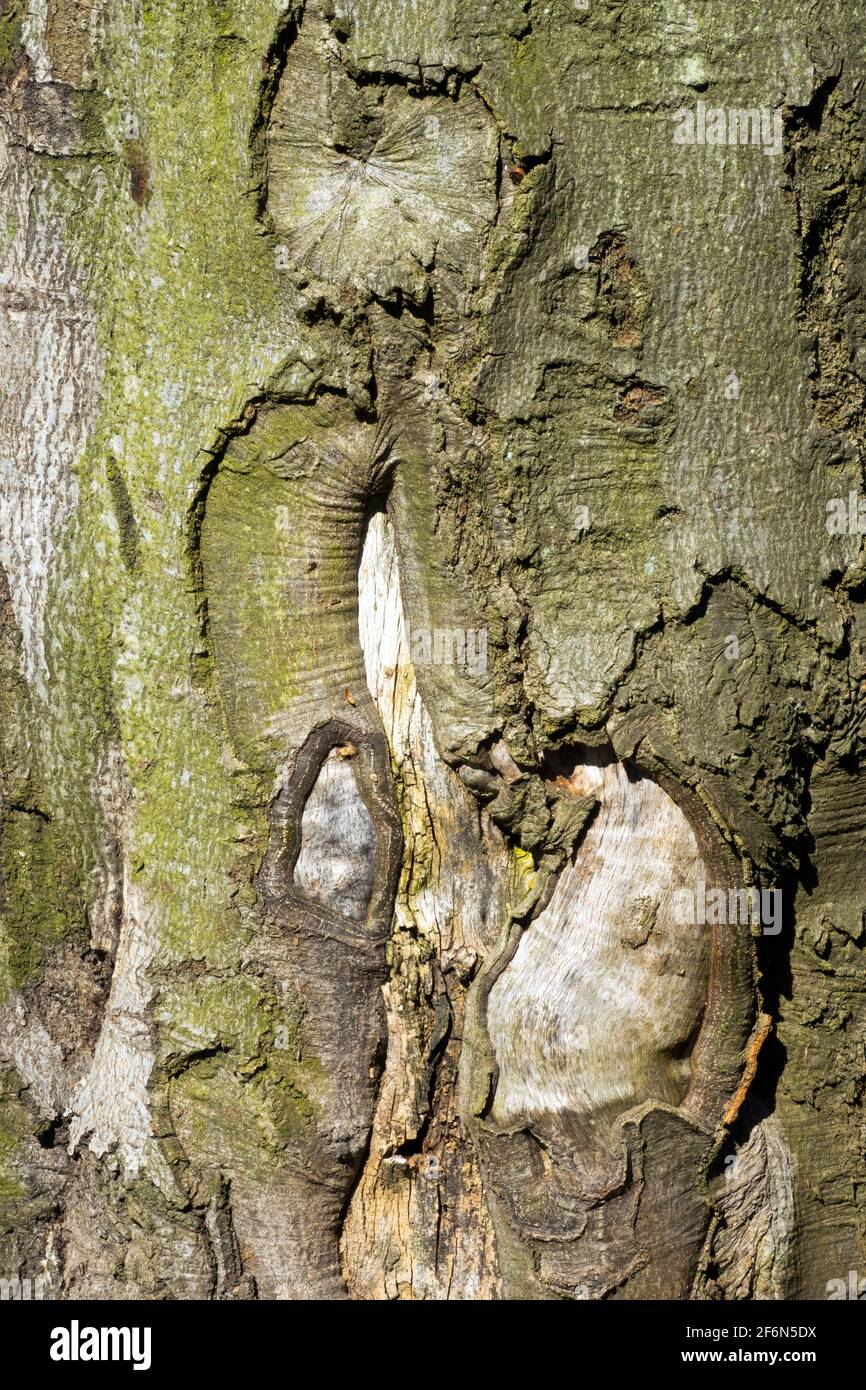 European beech tree bark close-up texture Stock Photo