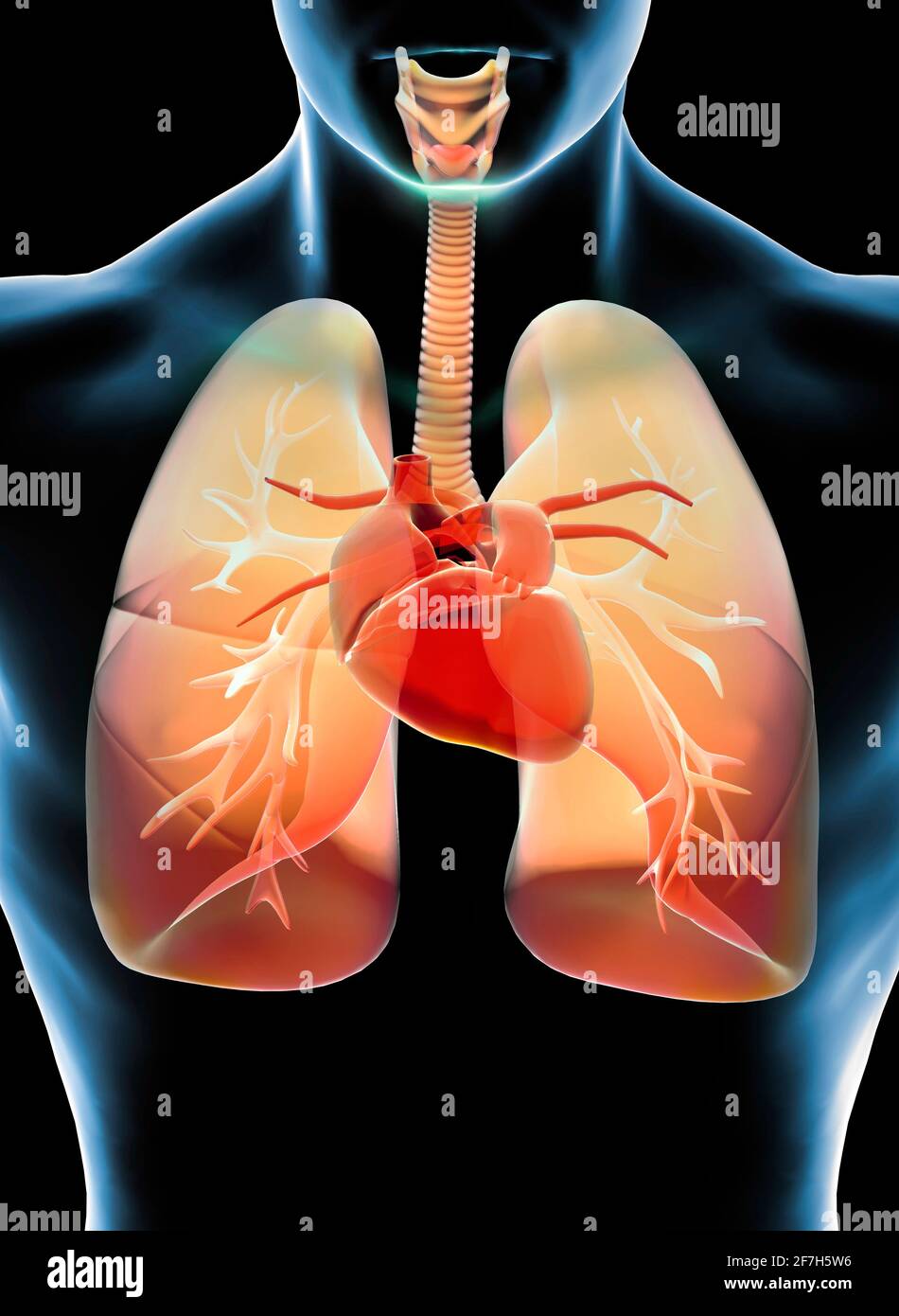 Human Anatomy Heart And Lungs