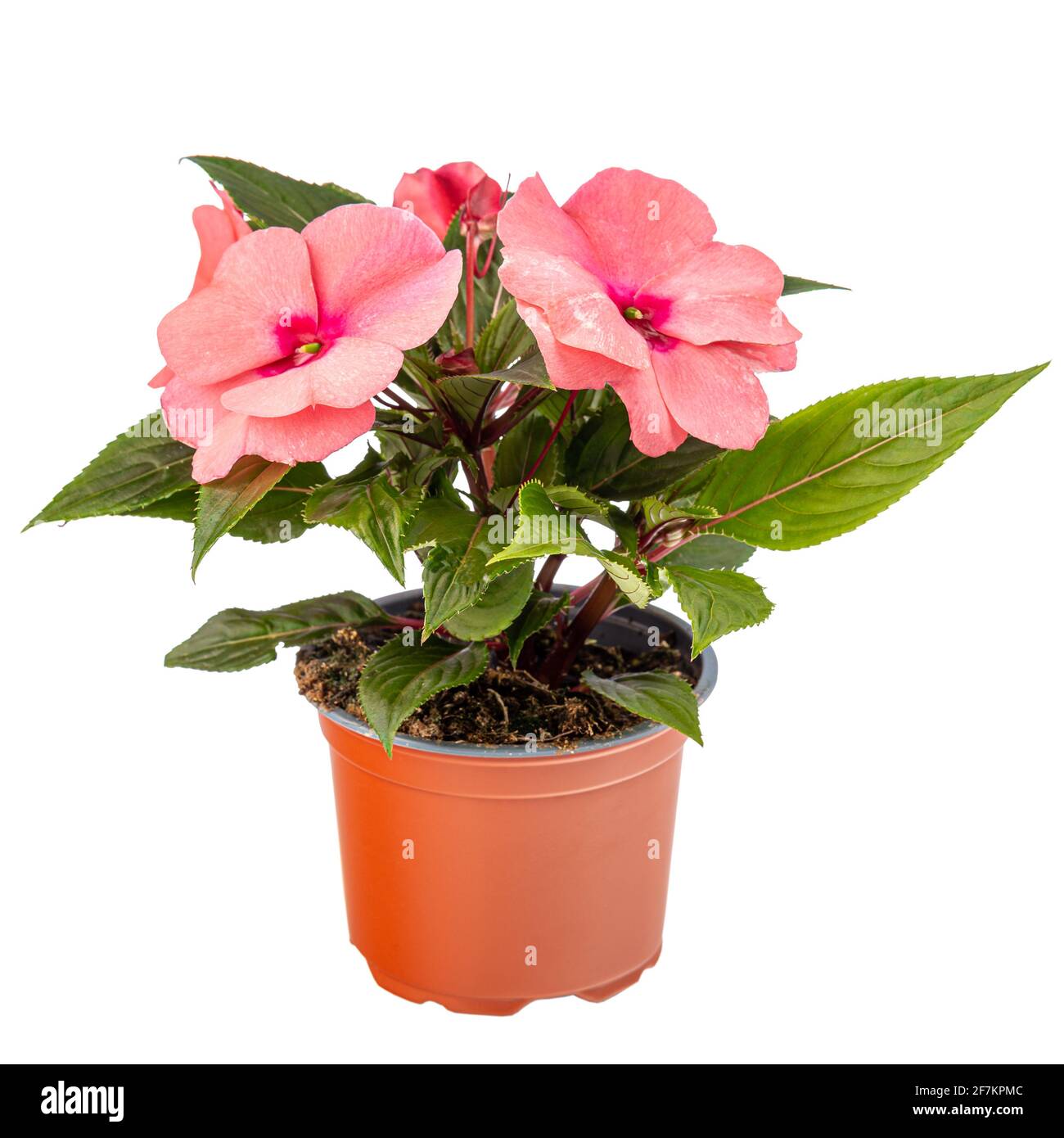 Impatiens walleriana flower Stock Photo