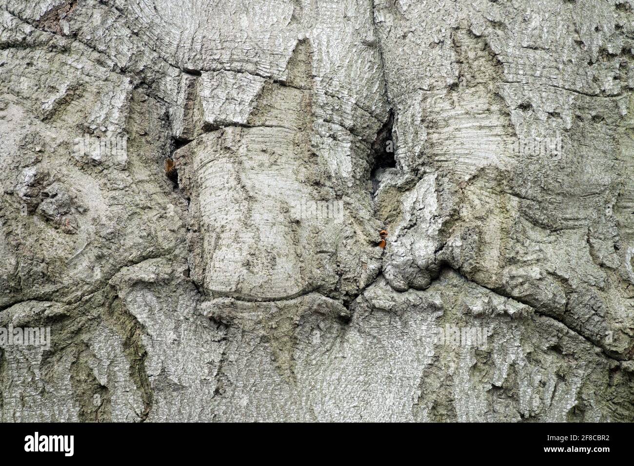 Beech bark texture Stock Photo