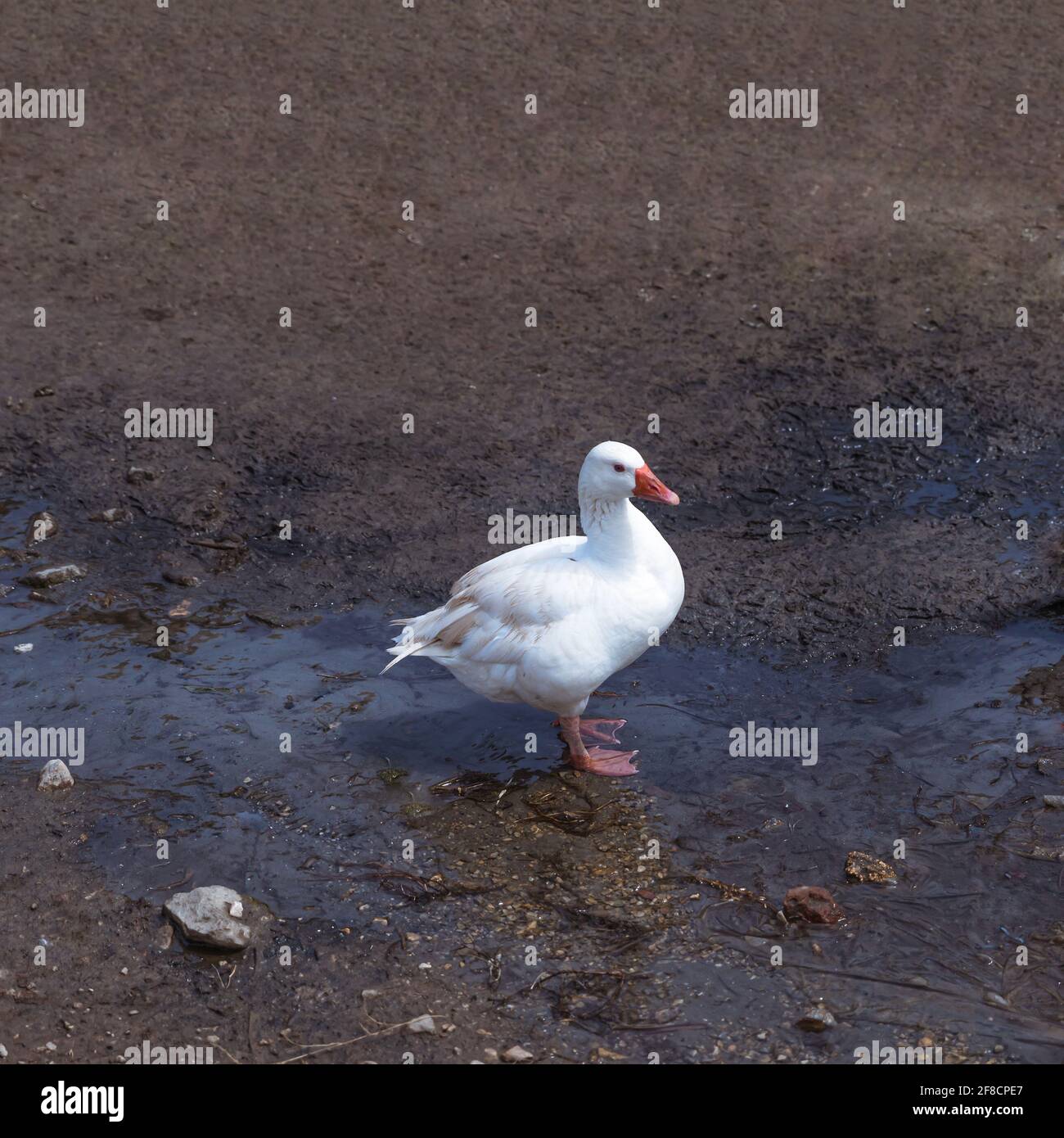 Duck standing in a puddle in village street. Copy Space. Stock Photo