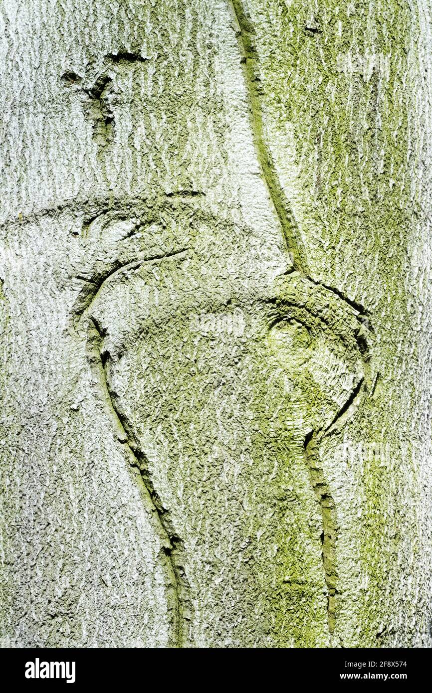 European Beech bark texture Stock Photo