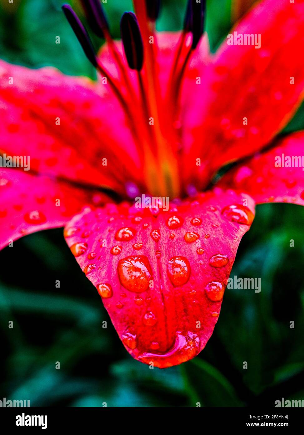 Close up of red lily in raindrops Stock Photo