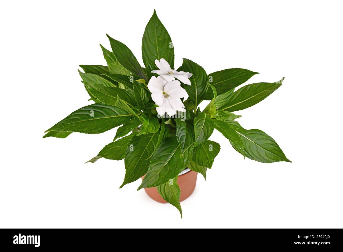 Perennial flowering 'Impatiens Neuguinea' plant with white blooming flowers in flower pot isolated on white background Stock Photo