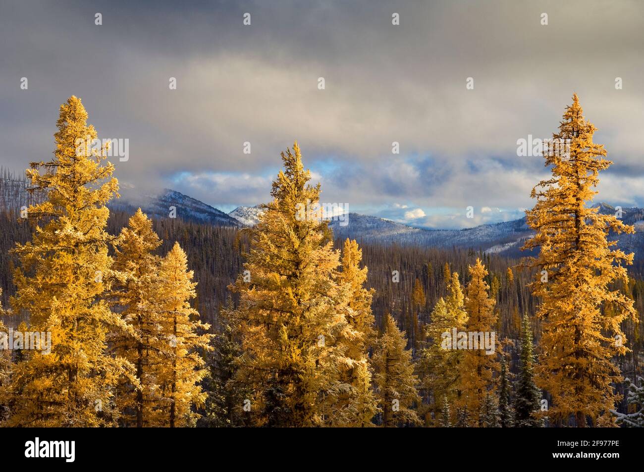 Western larch trees with late afternoon sun after snowstorm; Blue Mountains near Elkhorn Ridge summit, Wallowa-Whitman National Forest, eastern Oregon Stock Photo