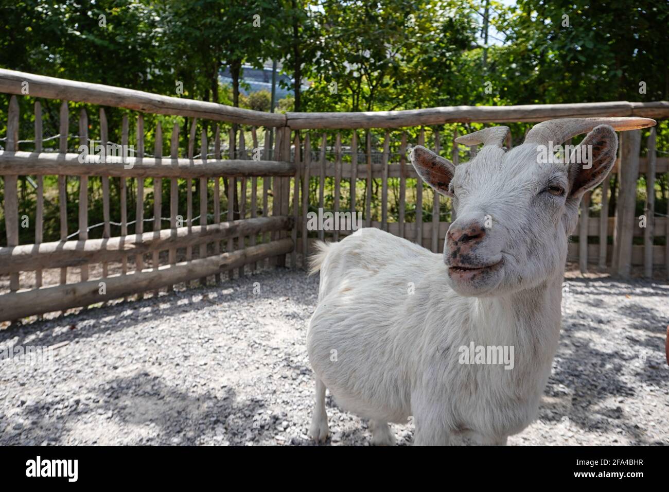 Close-up of a goat looking into the camera Stock Photo