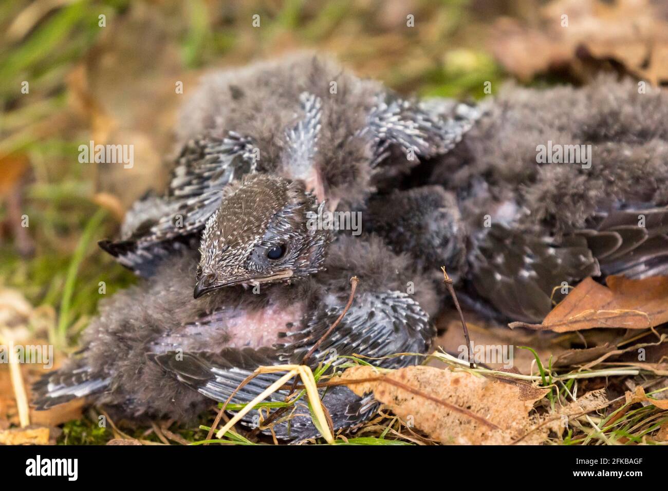 Eurasian swift (Apus apus), squeakers fallen out of the nest, helpless on the ground, Germany, Bavaria, Niederbayern, Lower Bavaria Stock Photo