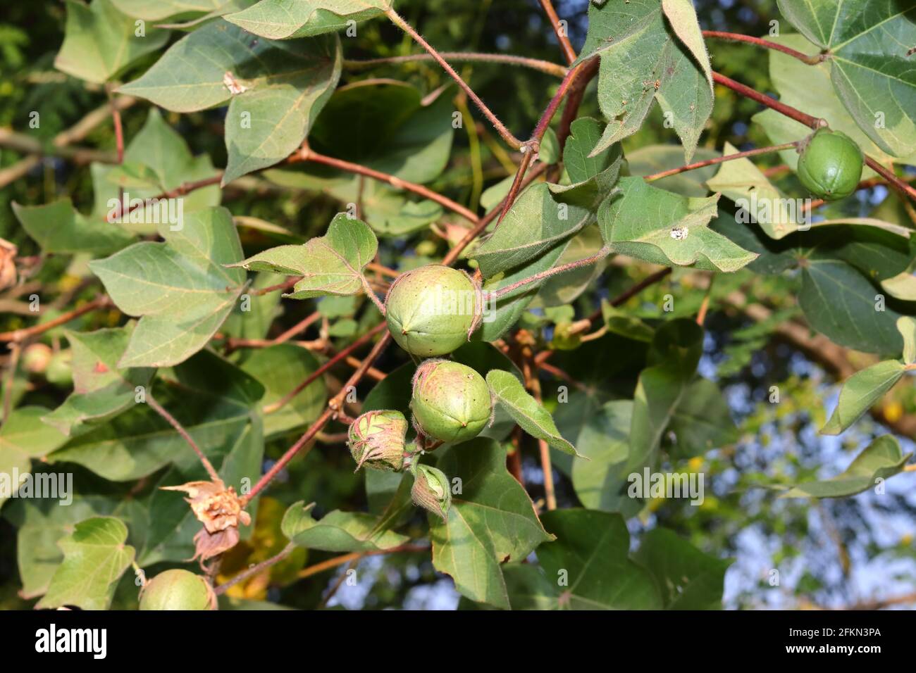 Close-up of Immature cotton bolls and cotton plant in the cotton fields. concept for cotton farming , Mature cotton in field Stock Photo