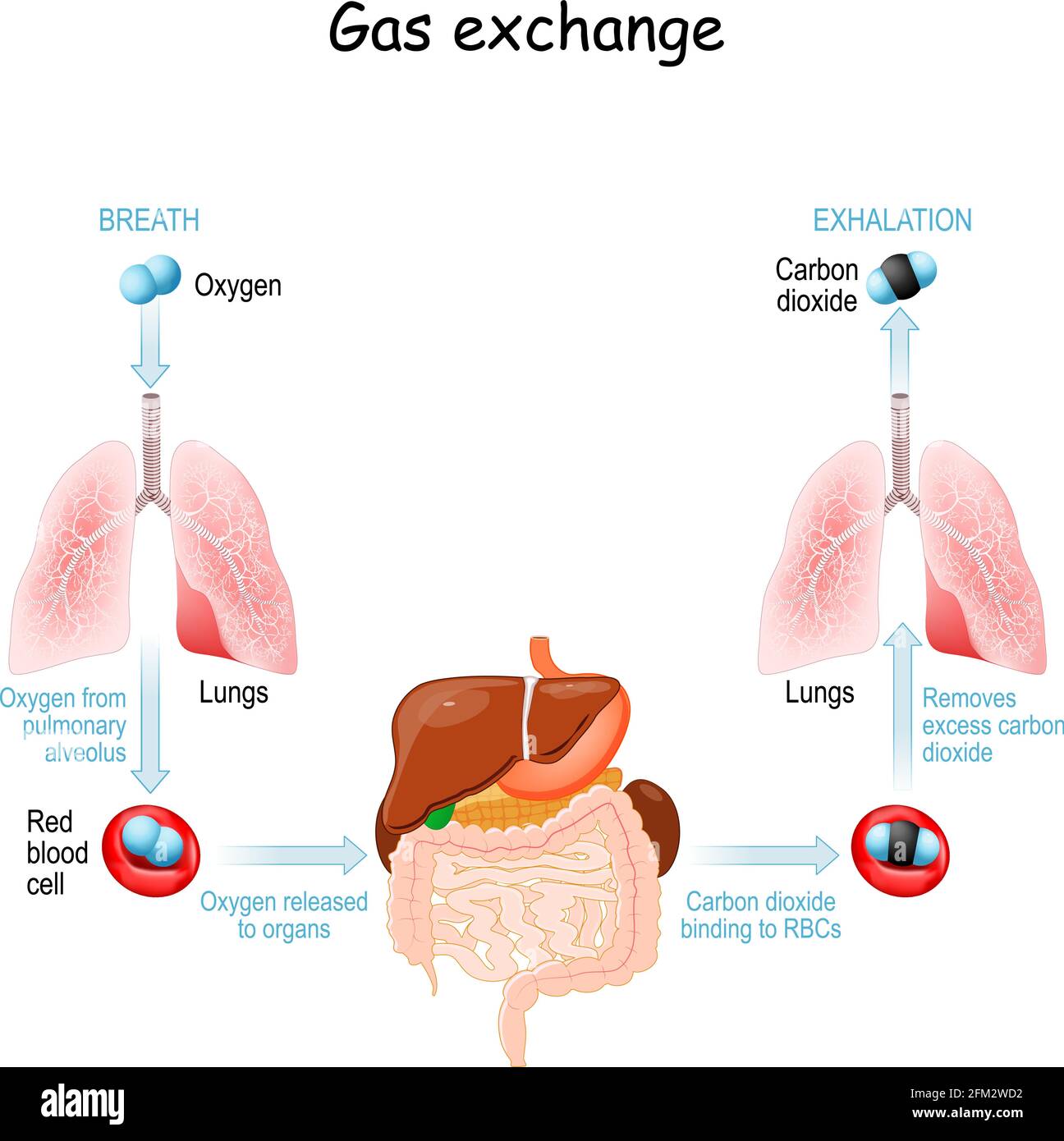 Gas exchange in the human body. Respiration or Breathing. Oxygen transport cycle. Vector illustration Stock Vector