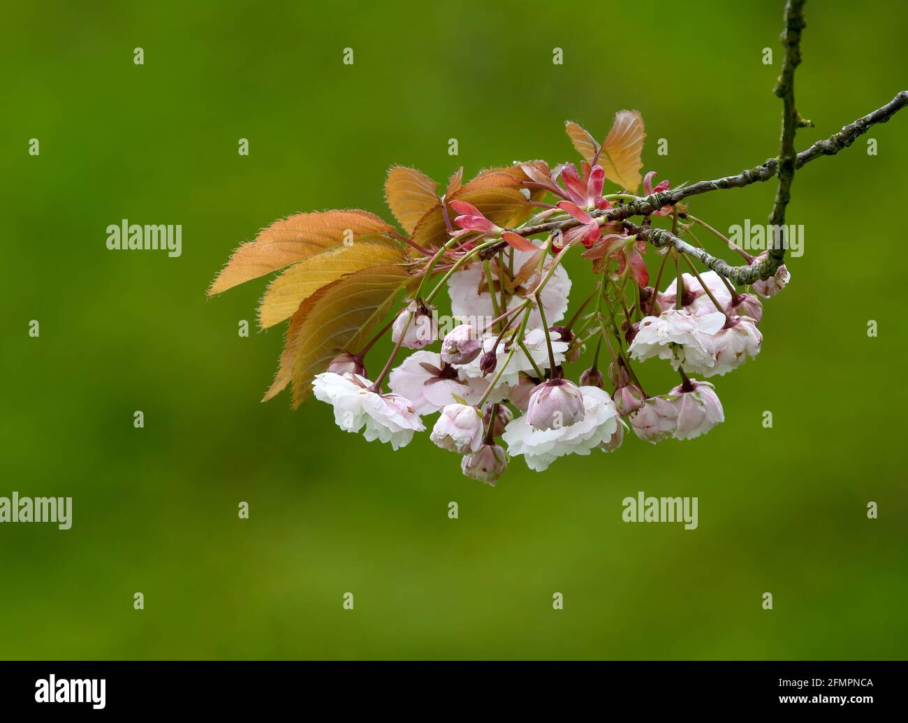 Beautiful Cherry Blossom (Prunus species) photographed against an out of focus green foliage background Stock Photo