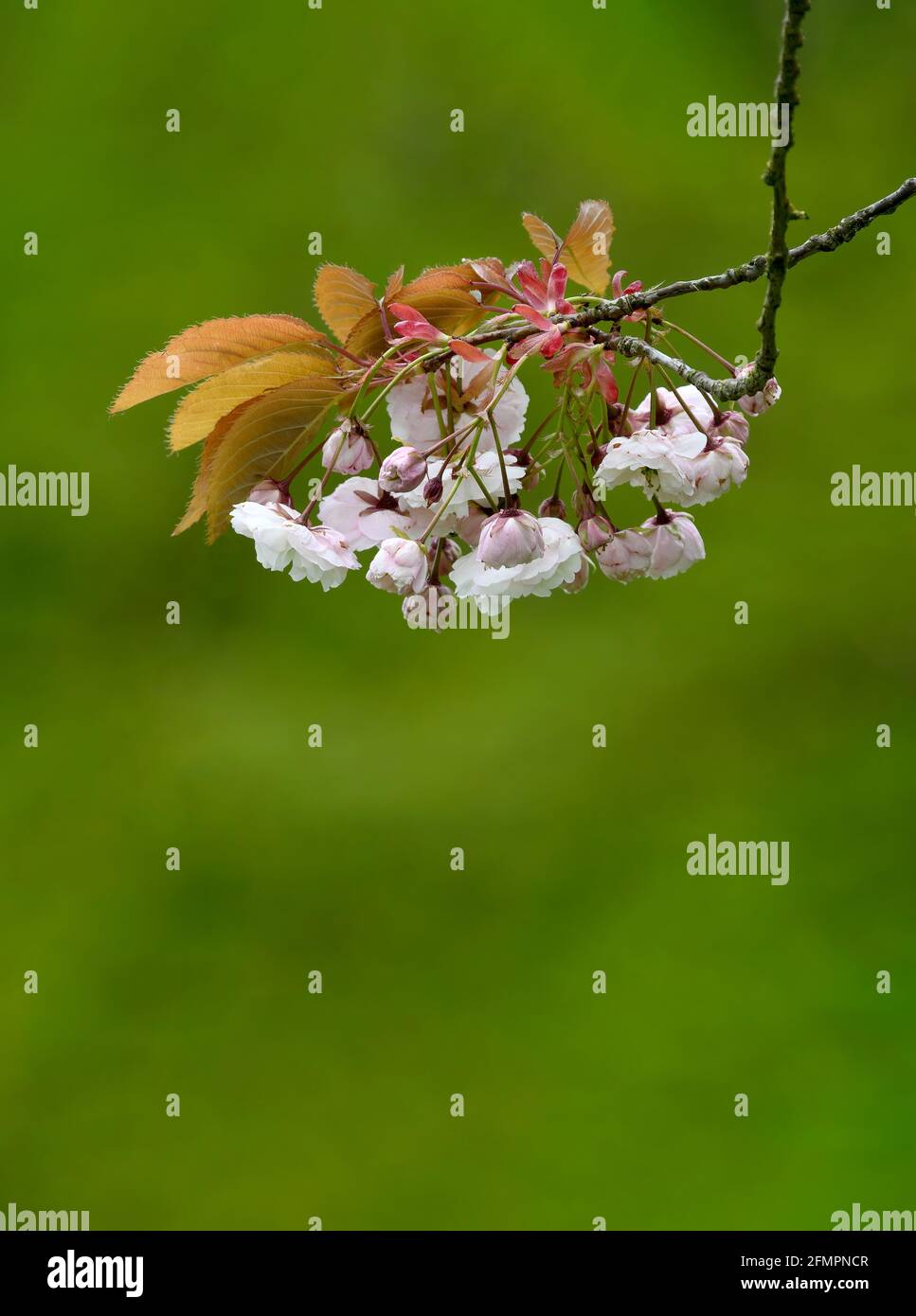 Beautiful Cherry Blossom (Prunus species) photographed against an out of focus green foliage background Stock Photo